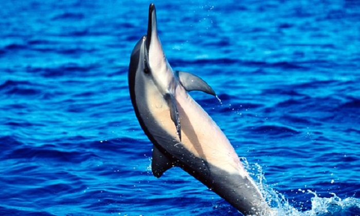 Dolphins just became first wild animals to show traces of Alzheimer's disease
